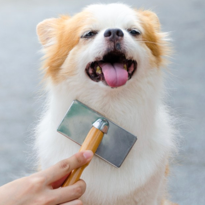 Untangling the Fuzz A Guide to Minimizing Dog Coat Matting Barkberry