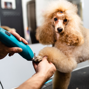 The Pawsitive Benefits of Professional Dog Grooming